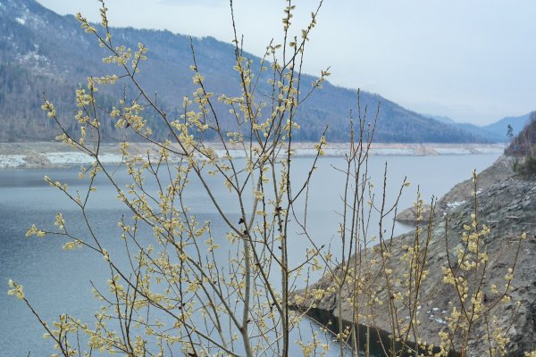 Прострел растение Хакасии