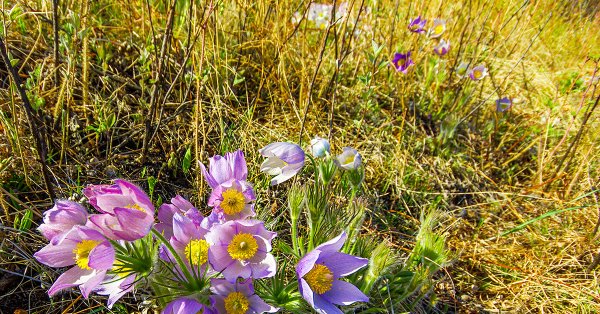 Весна в Хакасии