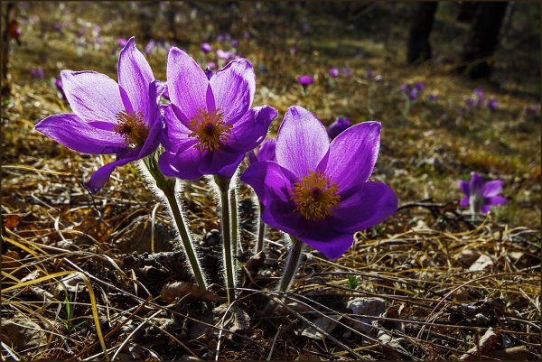 Алтай цветы Уймонская ;Долина