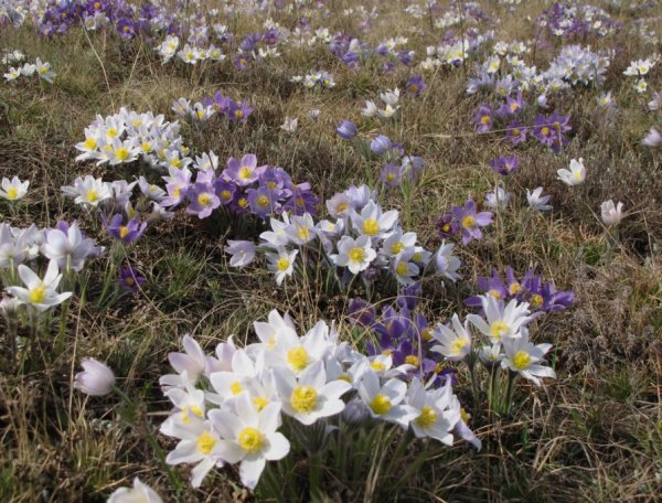 Цветы Борус