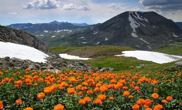 Багульник Хакасия