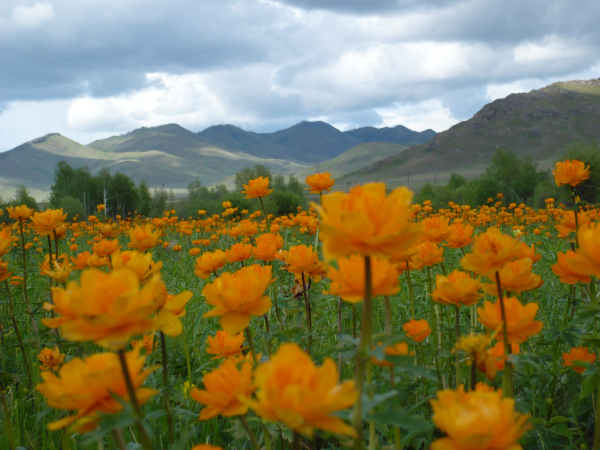 Сон-трава Хакасия