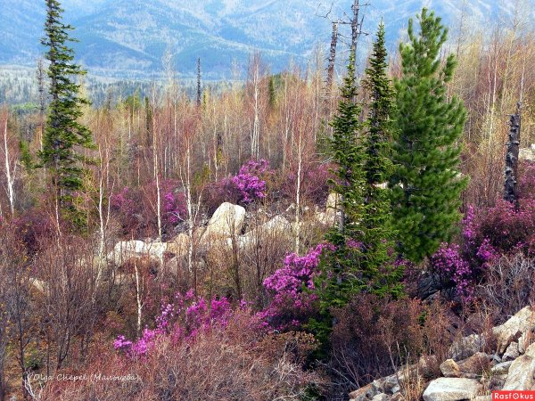 Цветущая степь Хакасии