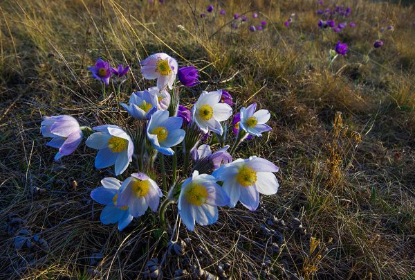 Лютиковые подснежники