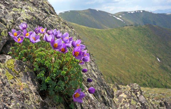 Прострел растение Хакасии