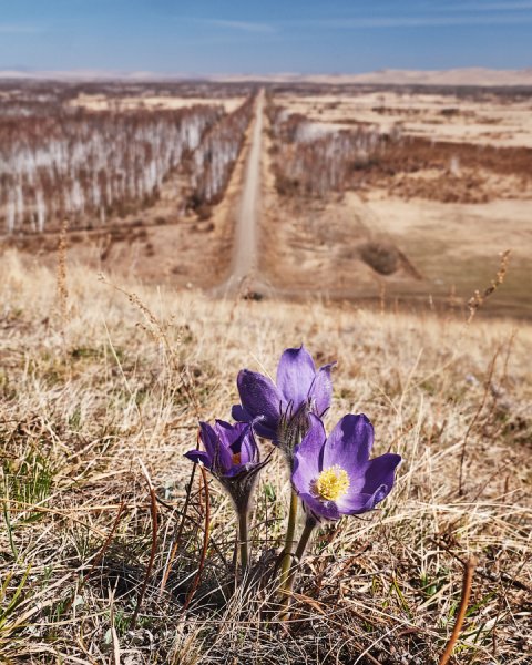 Цветущая степь Хакасии