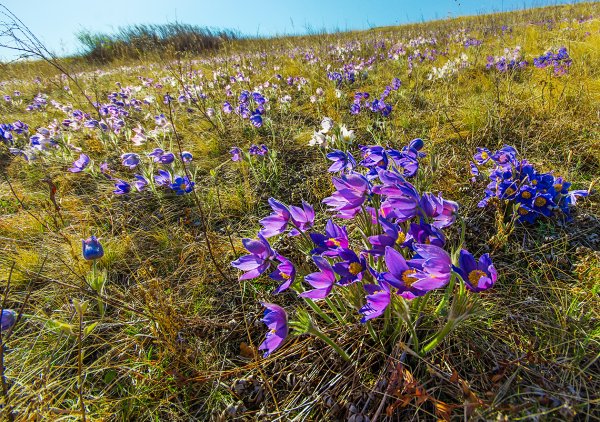 Саяны Флора