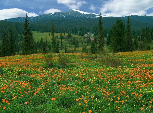 Цветущая степь Хакасии