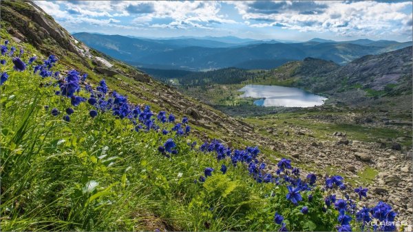 Степные цветы Забайкалья