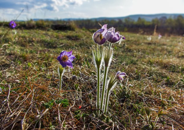 Степные растения Хакасии
