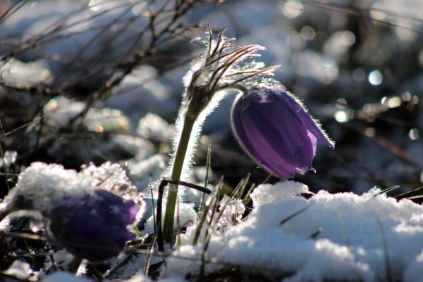 Хайпасия Геншин