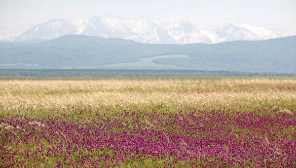 Прострел растение Хакасии