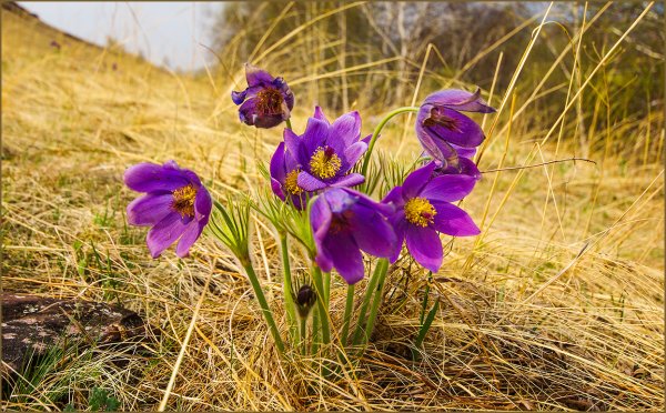 Ирис Хакасия