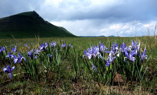 Сов Хакасия Енисей