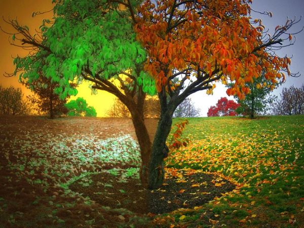 Дерево летом и осенью