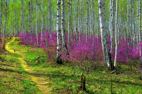 Весна природа