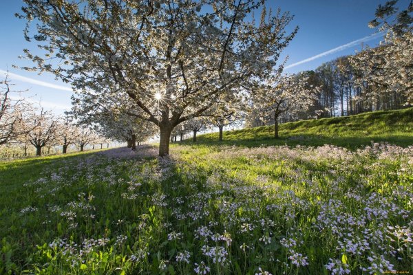 Весна подснежники