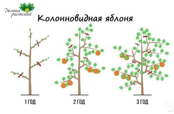 Колоновидная яблоня обрезка схема