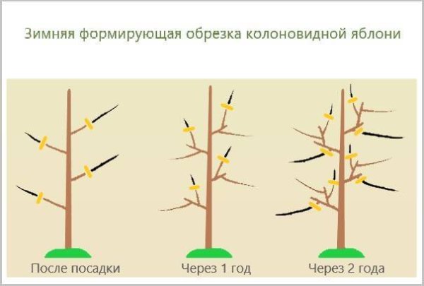 Схема обрезки колоновидной яблони