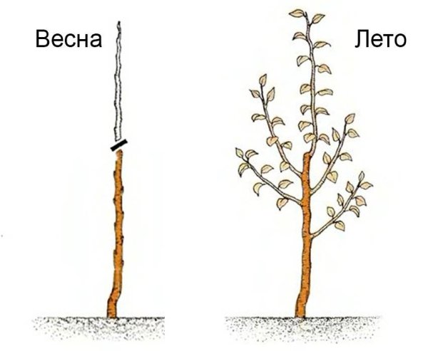 Колоновидная яблоня формирование