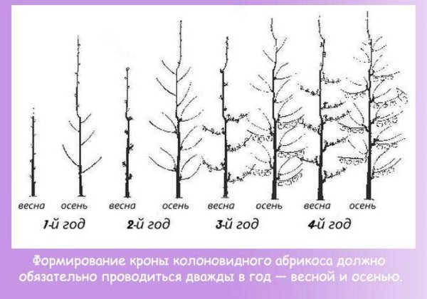 Схема обрезки колоновидной яблони