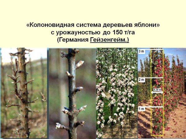 Обрезка колоновидных яблонь