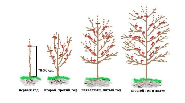 Колоновидная яблоня обрезка схема