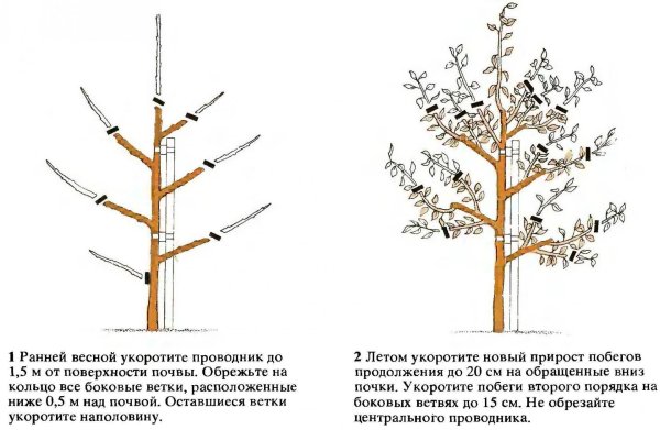 Обрезка колоновидных яблонь осенью