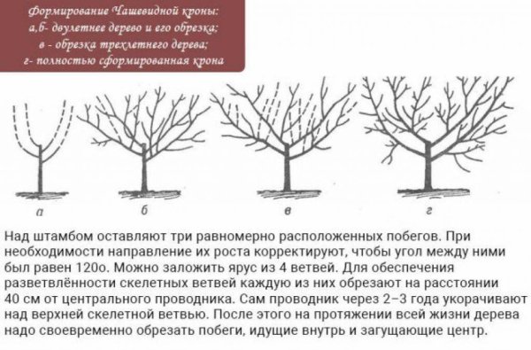 Осенняя обрезка колоновидной яблони осенью