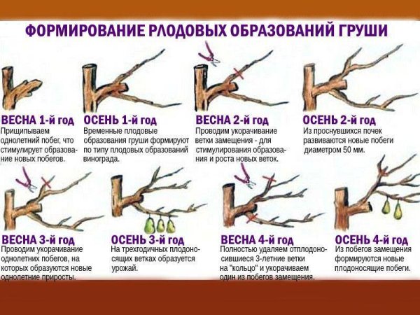 Схема посадки колоновидного абрикоса