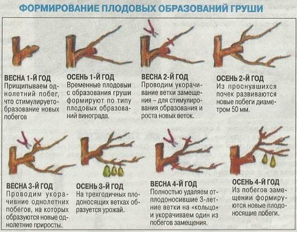 Правильная обрезка груши осенью схема