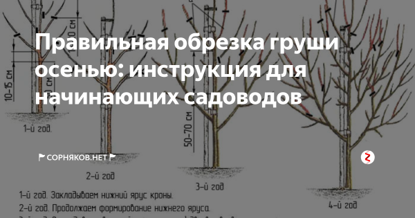 Подвои яблони яблони