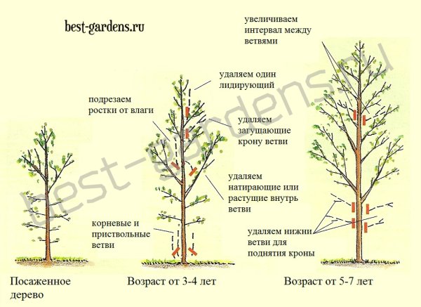 Схема обрезки персика весной для начинающих