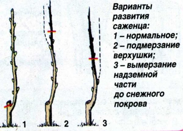 Обрезка саженцев яблони весной