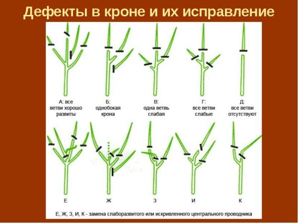 Подрезка сливы весной формирование кроны