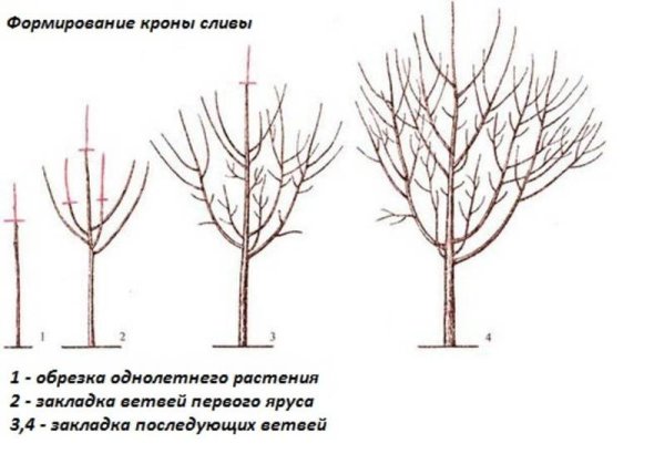 Обрезка яблони по годам схема