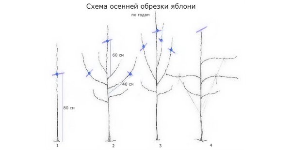 Схема посадки колоновидных яблонь