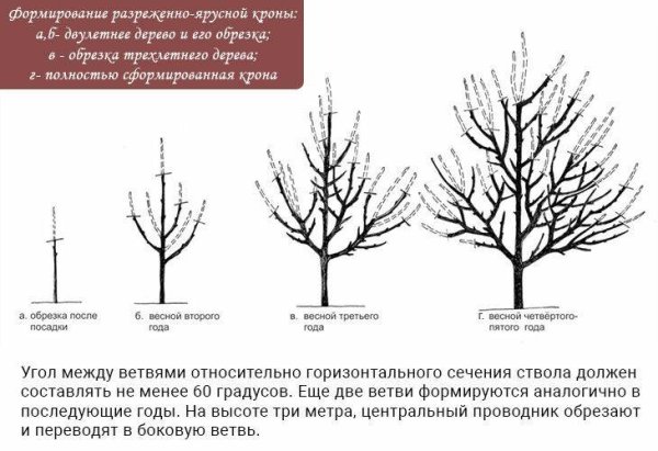 Колоновидная крона яблони