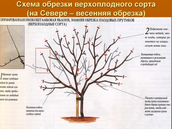 Схема посадки саженца яблони