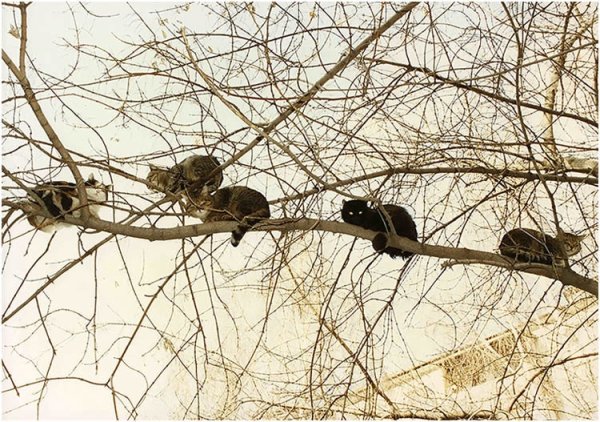 Коты прилетели