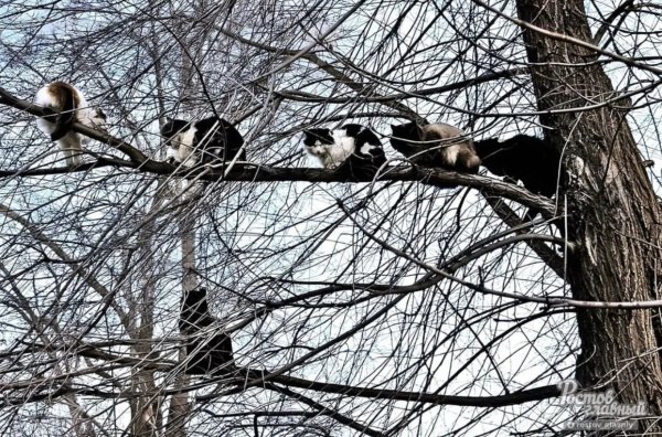 Коты прилетели