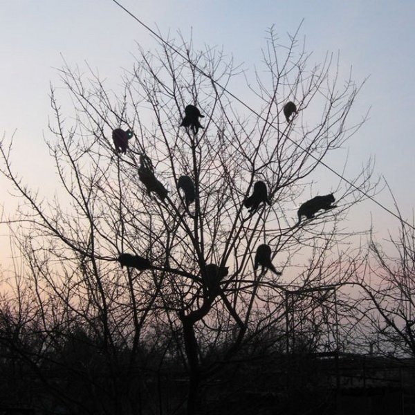 Весна пришла коты прилетели