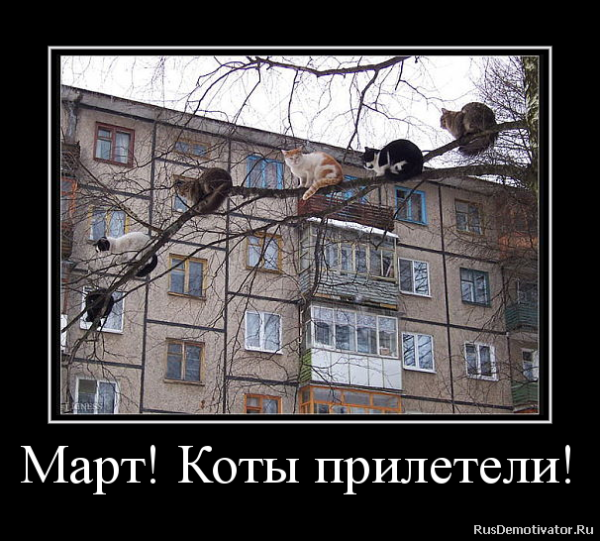 Коты прилетели
