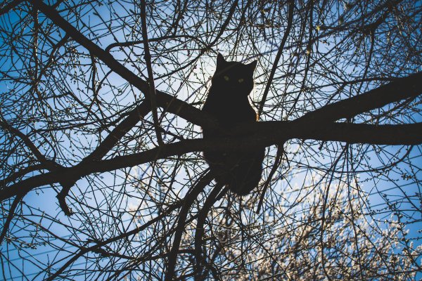 Весна коты прилетели