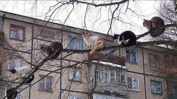 Коты прилетели
