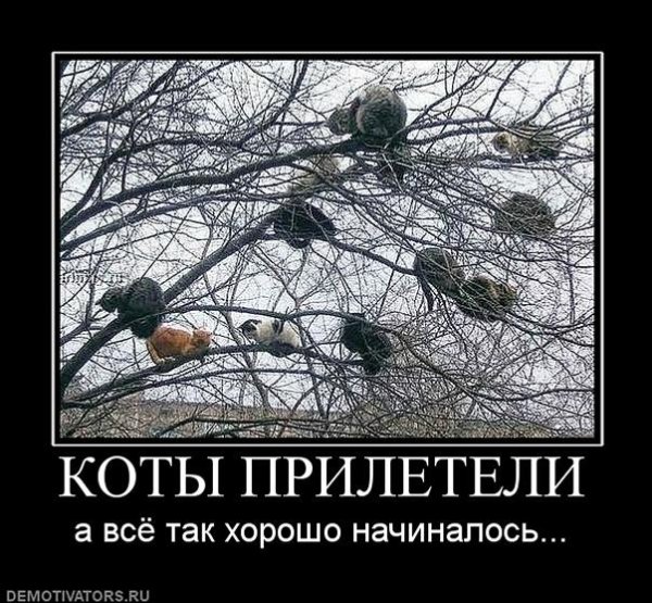 Весна коты прилетели