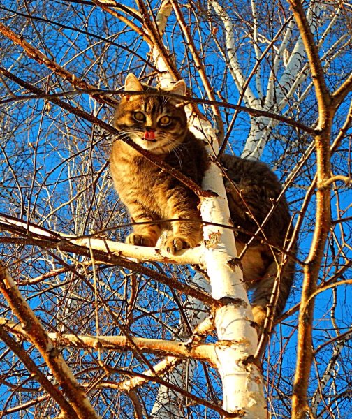 Коты прилетели