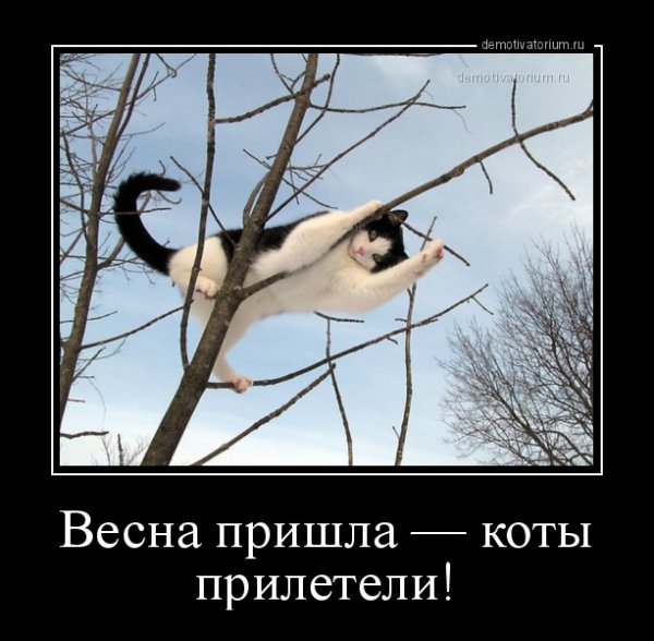 Коты прилетели