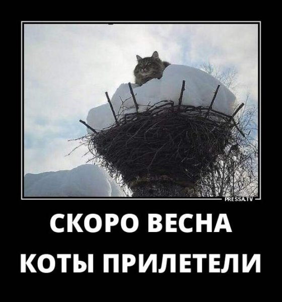 Кот на дереве весной
