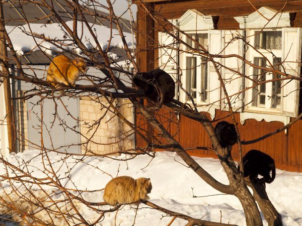 Весна наступила коты прилетели